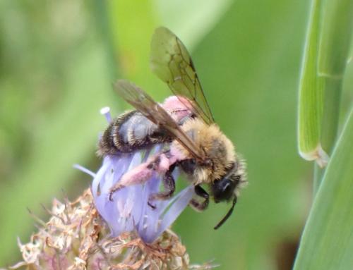 Andrena bicolor